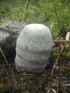 Image of Mammillaria albilanata subsp. oaxacana D. R. Hunt