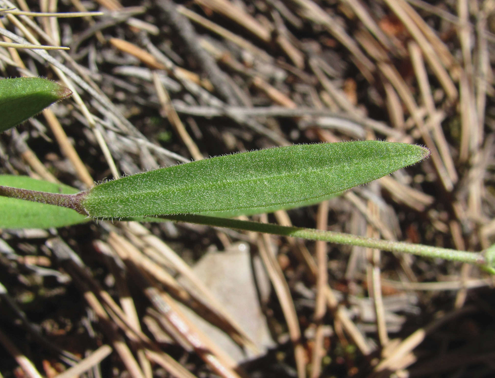 Image of Silene samojedorum (Sambuk) Oxelman