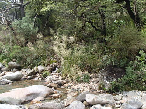 Imagem de Chionochloa conspicua (G. Forst.) Zotov