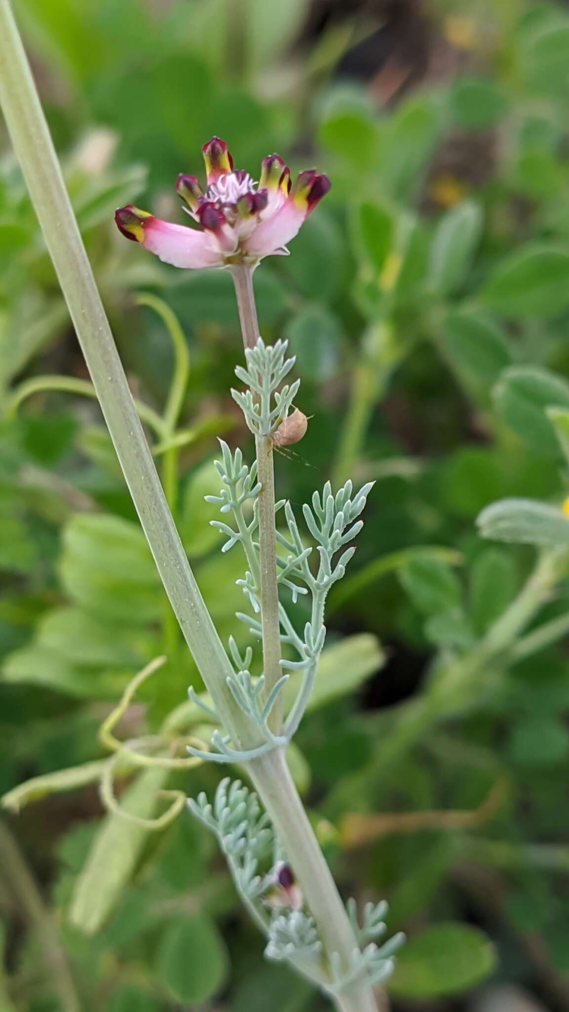 Image of Platycapnos spicata (L.) Bernh.