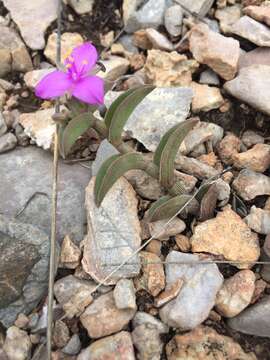 Imagem de Callisia navicularis (Ortgies) D. R. Hunt