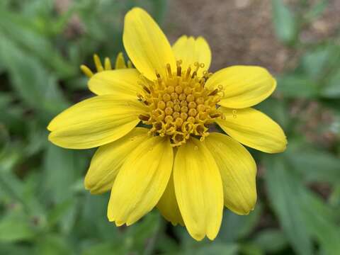 Image of lanceleaf arnica