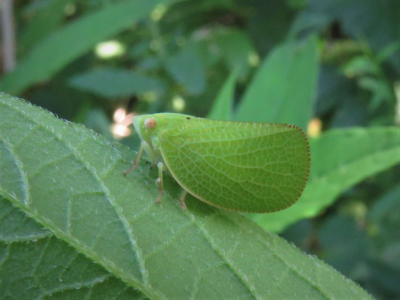 Image of Green Coneheaded Planthopper