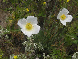 Image of Papaver nudicaule var. aquilegioides Fedde