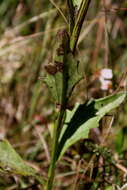 Image of Georgia Indian-Plantain