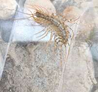 Image of Japanese House Centipede