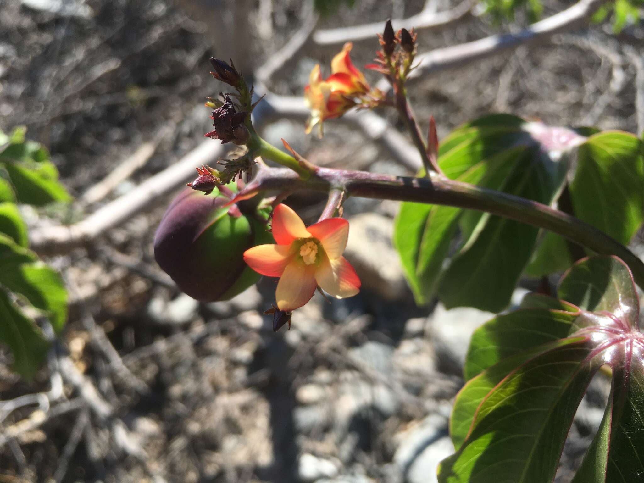 Imagem de Jatropha macrocarpa Griseb.