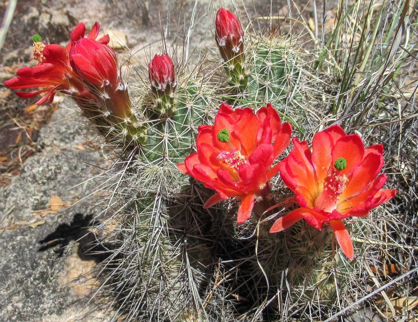 Image of Echinocereus santaritensis W. Blum & Rutow