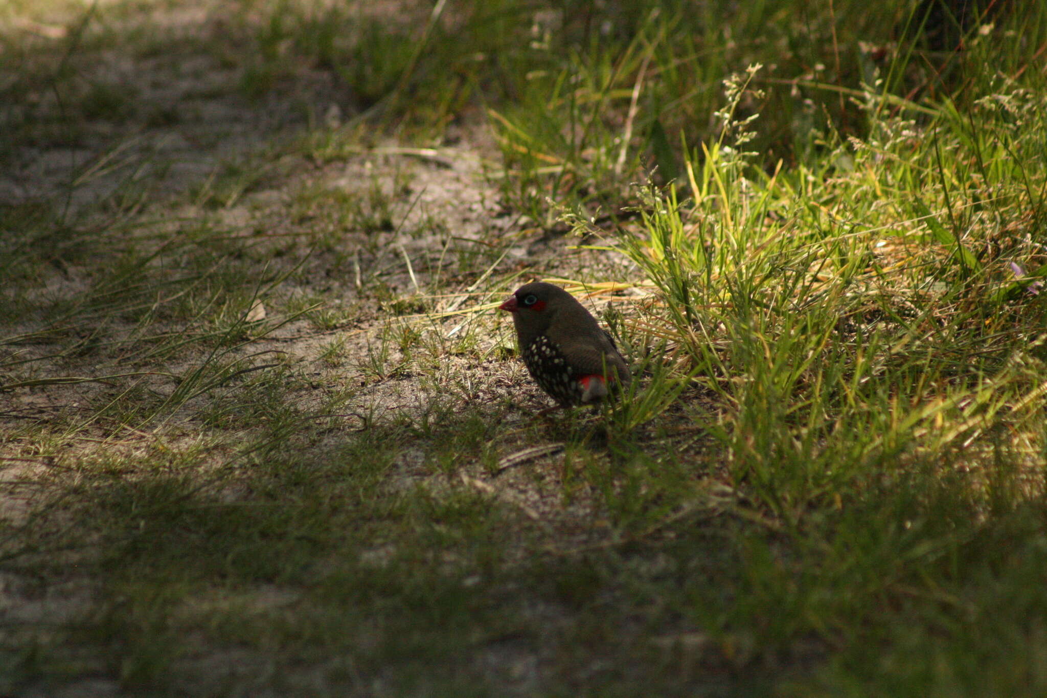 Image of Red-eared Firetail