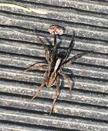 Image of Wolf Spider