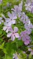 Image of Lapham's phlox