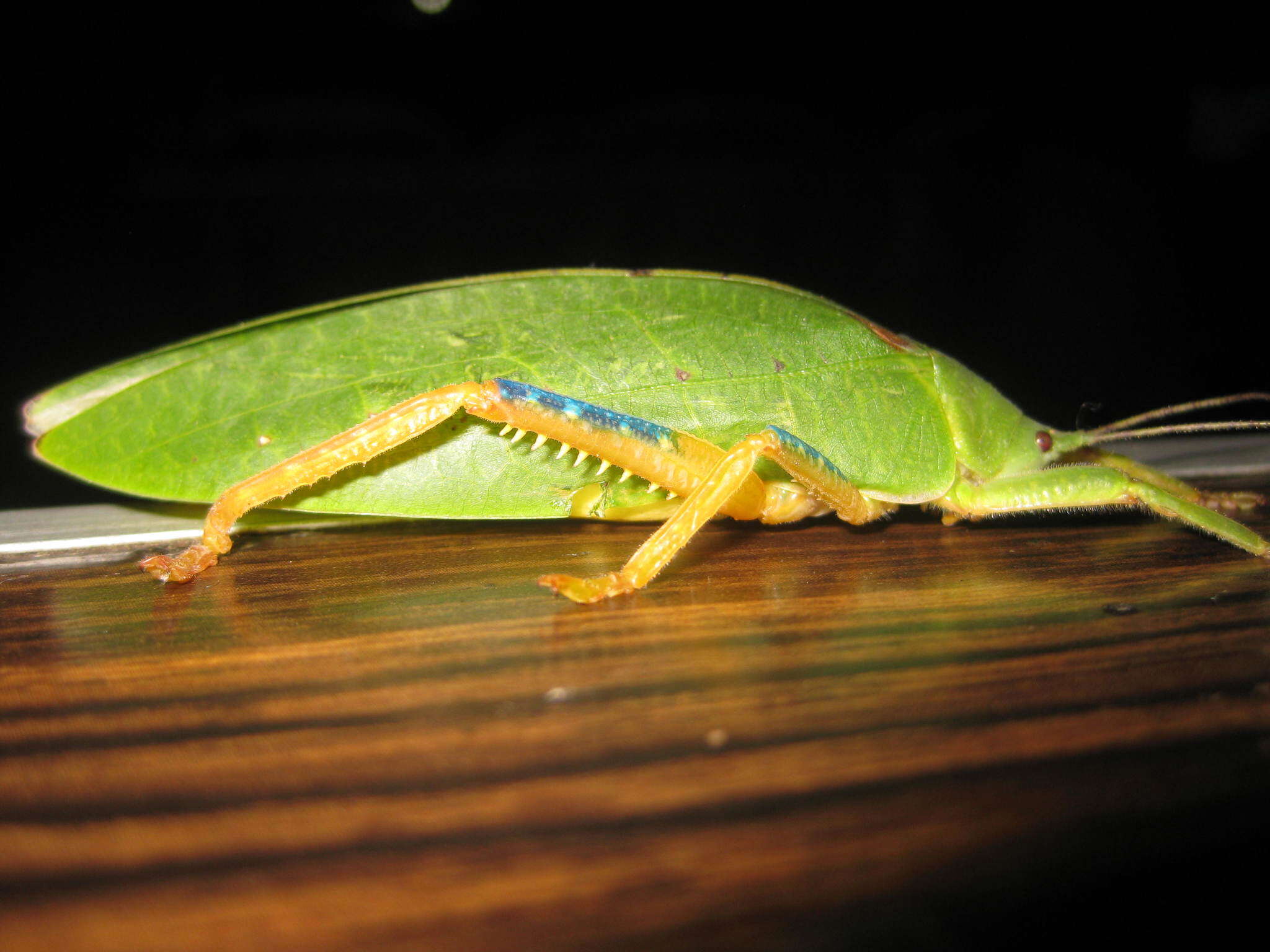 Image de Phyllozelus (Phyllozelus) caeruleus Beier 1954