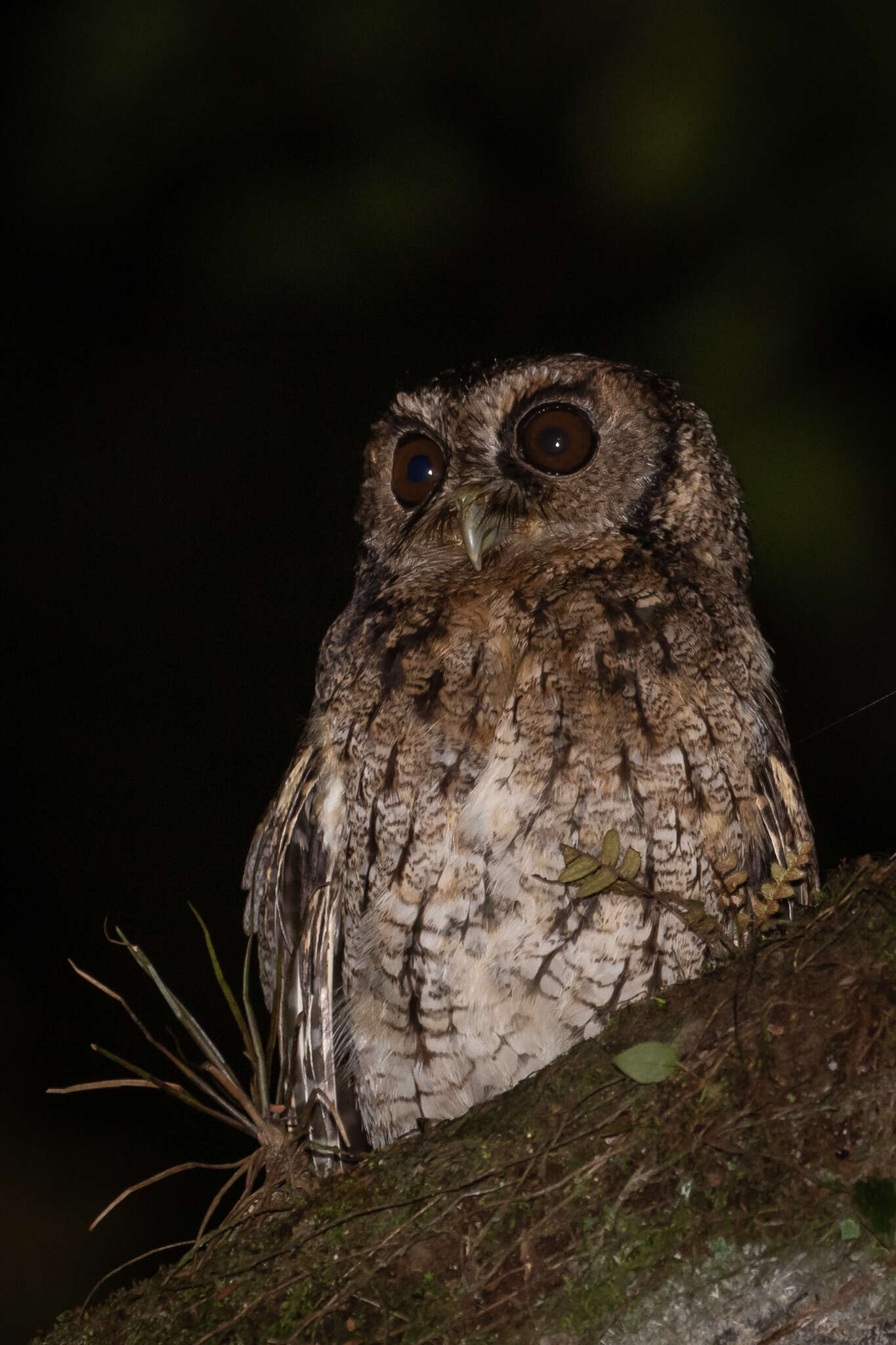 Image of Black-capped Screech Owl