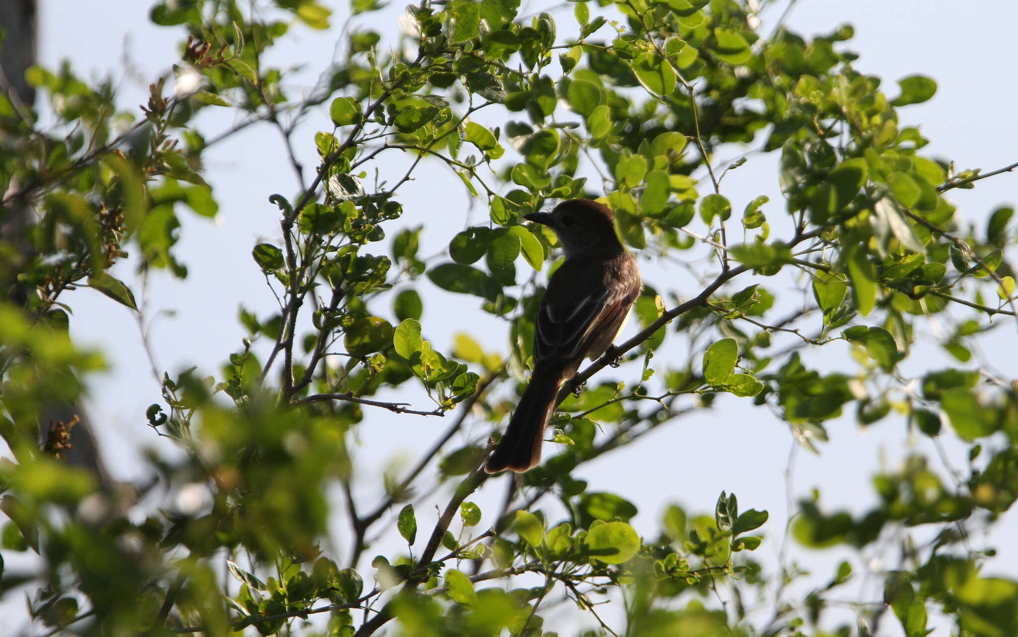 Image of Yucatan Flycatcher