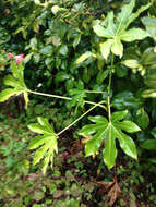 صورة Fatsia