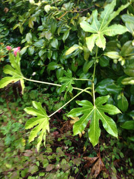 Image of fatsia