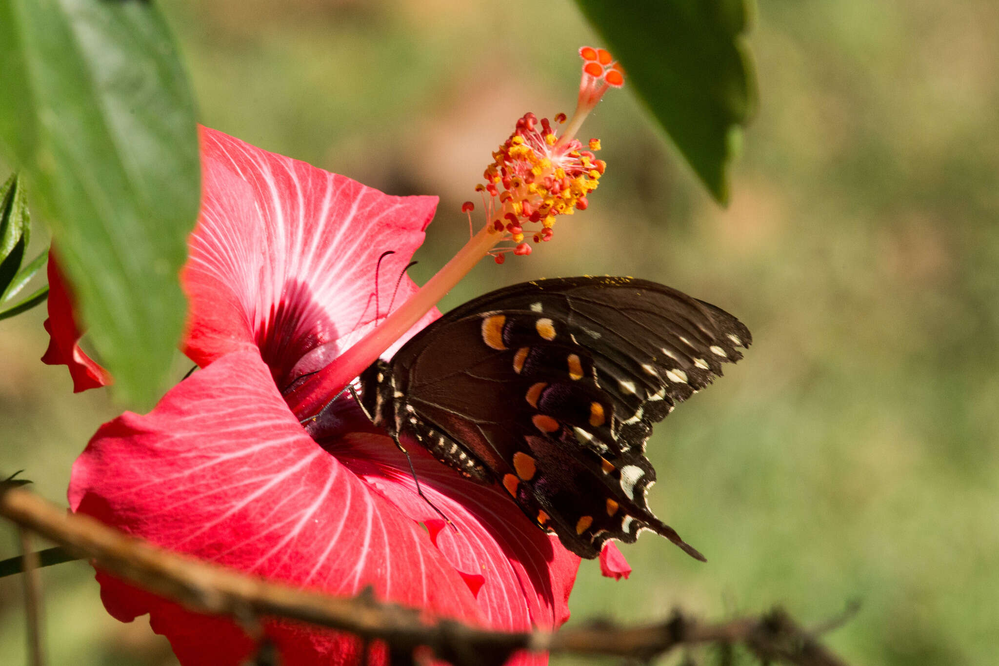 Image of Spicebush swallowtail