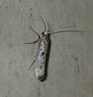 Image of black-tipped ermine