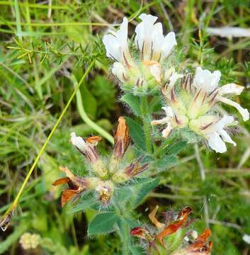 Dorycnium hirsutum (L.) Ser. resmi