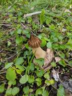 Image of Morchella punctipes Peck 1903