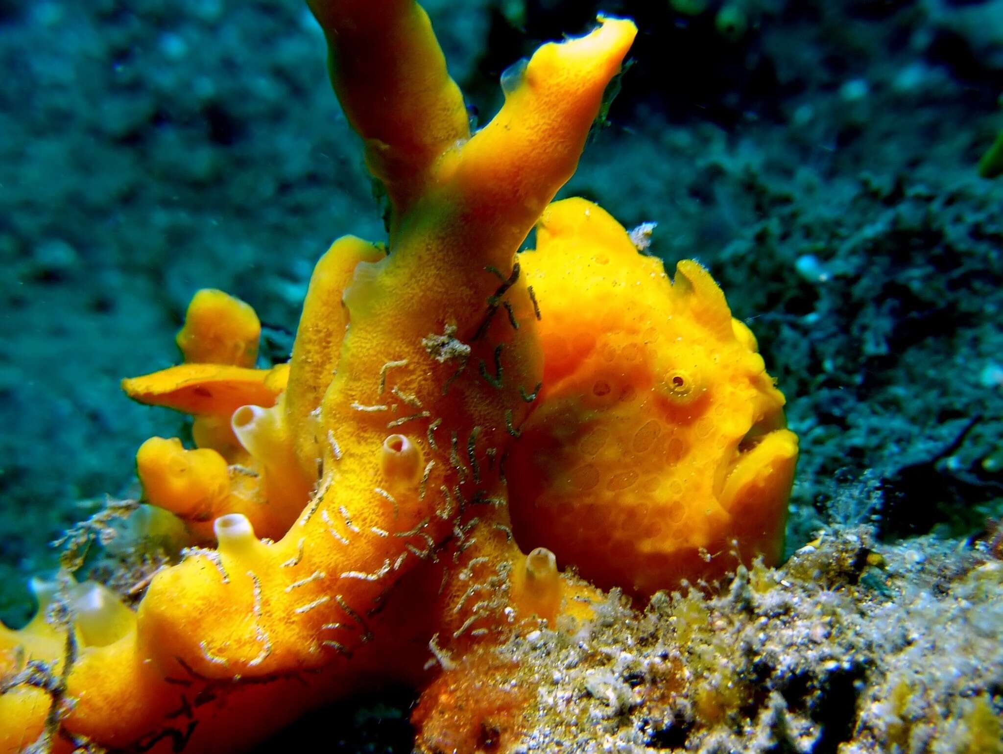 Image of Painted frogfish