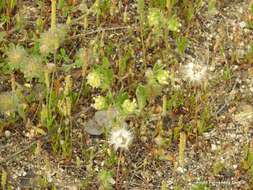 Plancia ëd Anthyllis cornicina L.