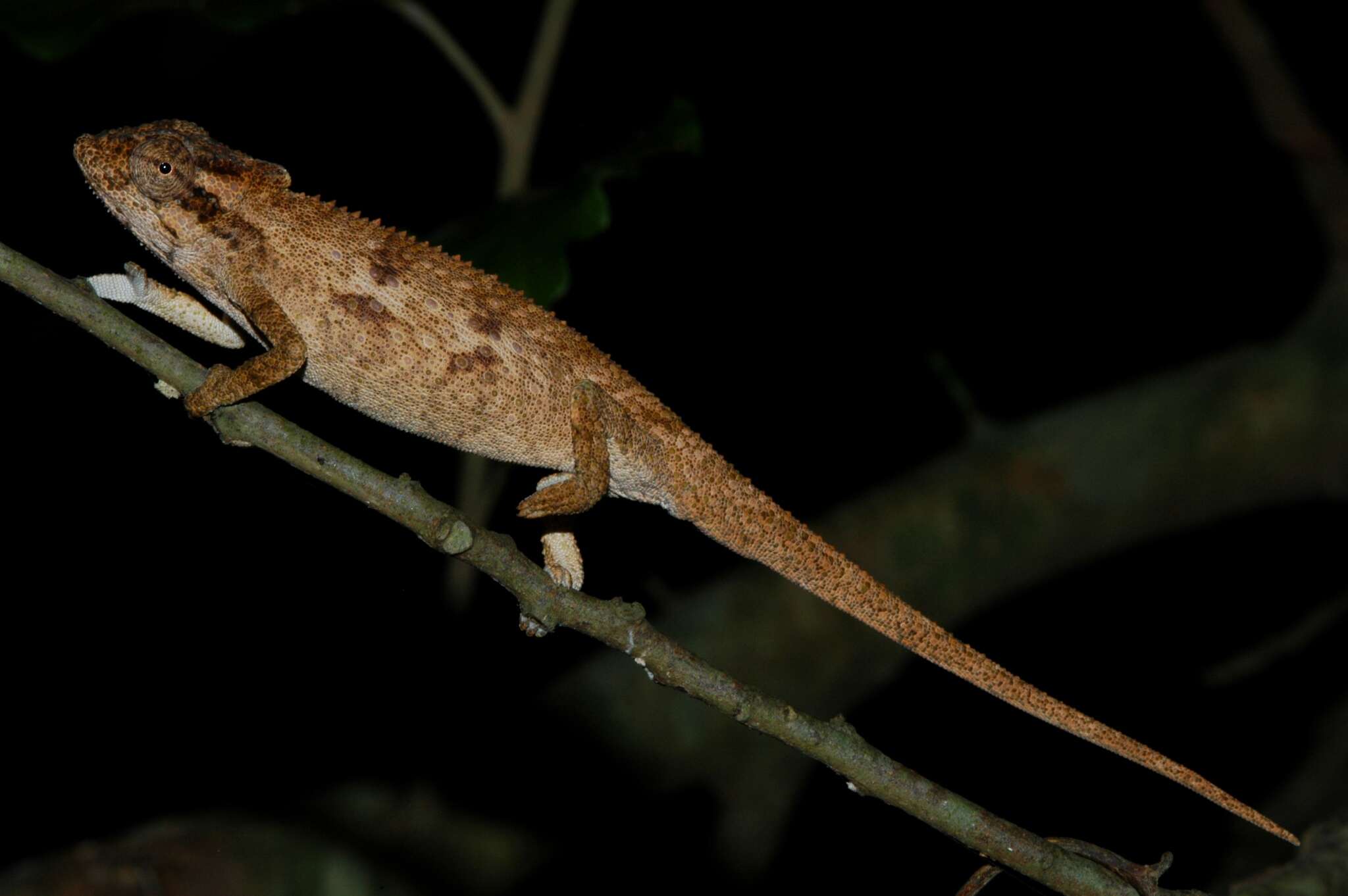 Image of Kentani dwarf chameleon