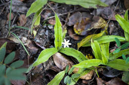 Image of Hypoxis membranacea Baker