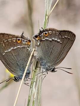 Image of Satyrium abdominalis (Gerhard 1850)