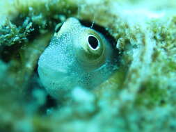 Image de Alloblennius