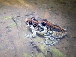 Image of Kirtisinghe's frog