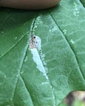 Imagem de Caloptilia superbifrontella (Clemens 1860)