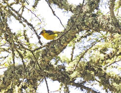 Image of Baglafecht Weaver