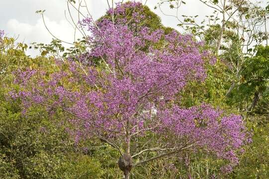 Image of Physocalymma