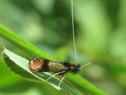 Imagem de Nemophora barbatella Zeller 1847