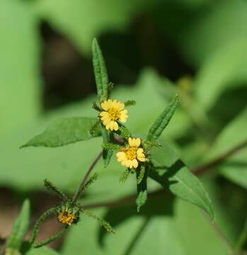 Image of common St. Paul's wort