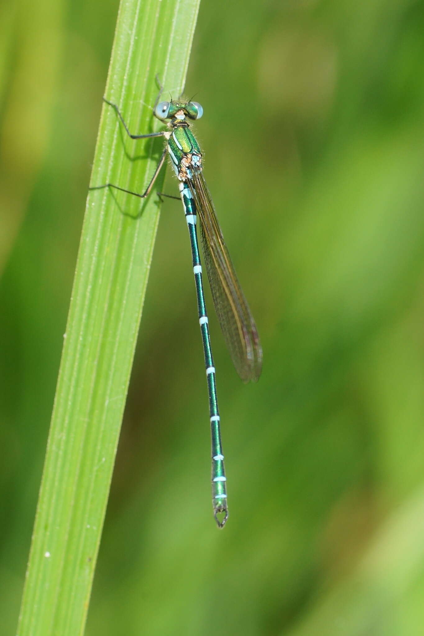 Image of Austrolestes cingulatus (Burmeister 1839)