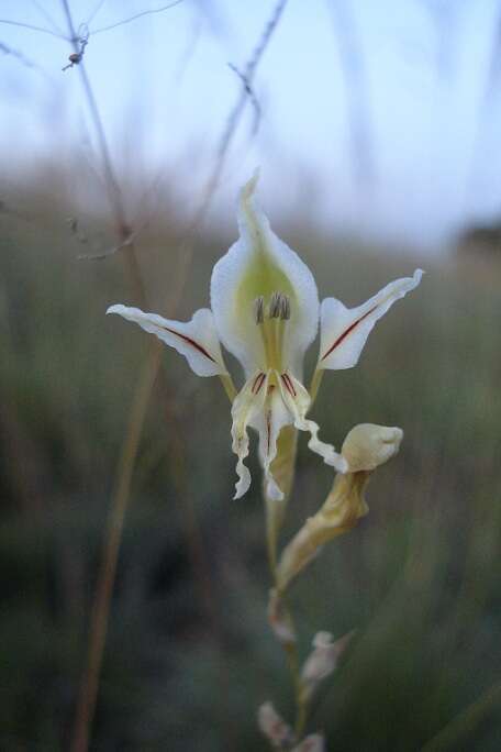 Imagem de Gladiolus permeabilis subsp. edulis (Burch. ex Ker Gawl.) Oberm.