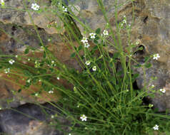 Image of Arenaria deflexa Decne.