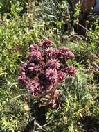 Image of Sempervivum caucasicum Rupr. ex Boiss.