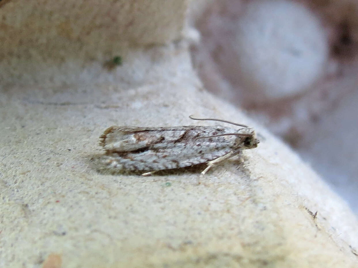 Image of Gretchena deludana Clemens 1864