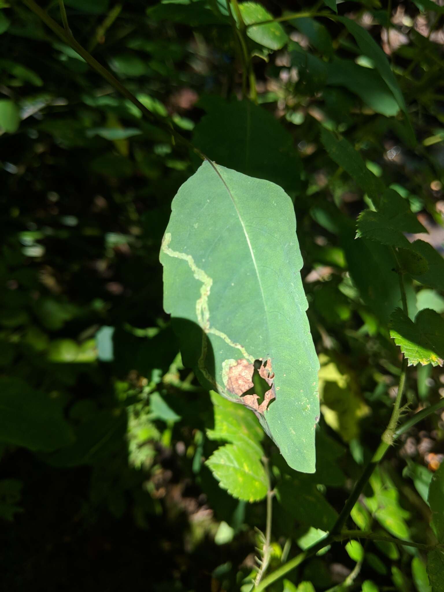 Image of Jewelweed Leafminer