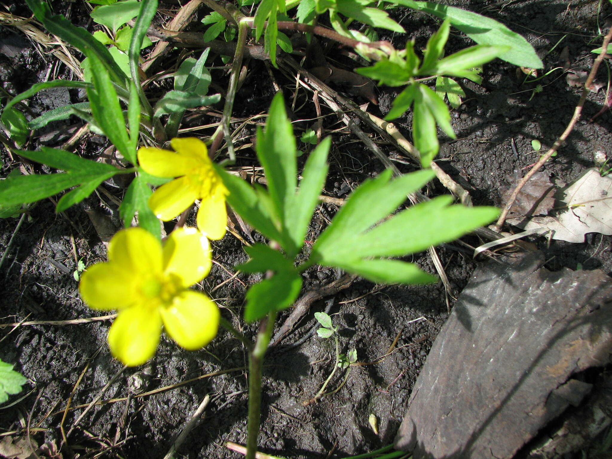 Ranunculus hispidus var. nitidus (Ell.) T. Duncan的圖片