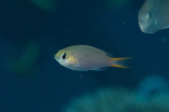 Слика од Pycnochromis acares (Randall & Swerdloff 1973)