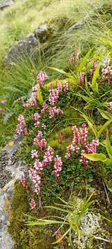 Image of Bistorta vacciniifolia (Wall. ex Meisner) Greene