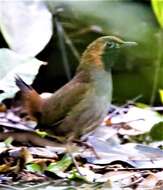 Image of Formicarius analis panamensis Ridgway 1908