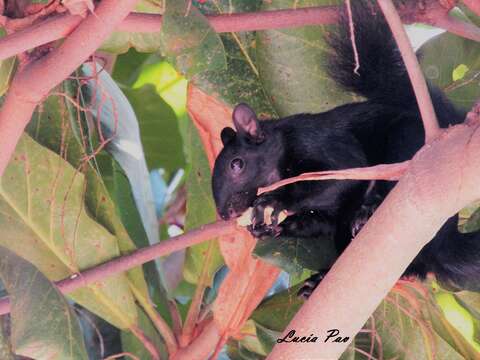 Sciurus aureogaster nigrescens Bennett 1833的圖片