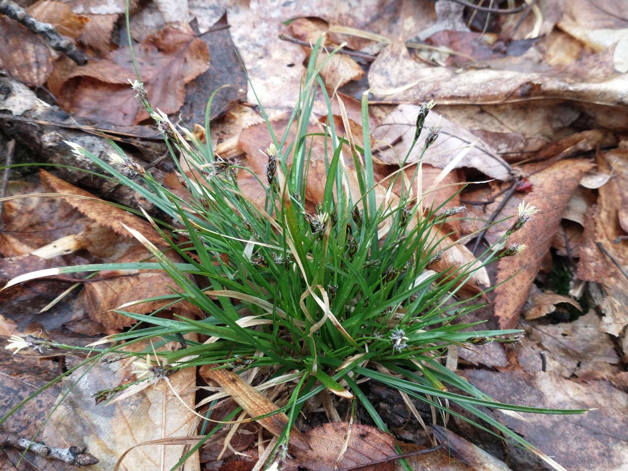 Image of black edge sedge