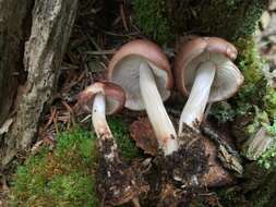 Image of Rhodocollybia prolixa var. distorta (Fr.) Antonín, Halling & Noordel.