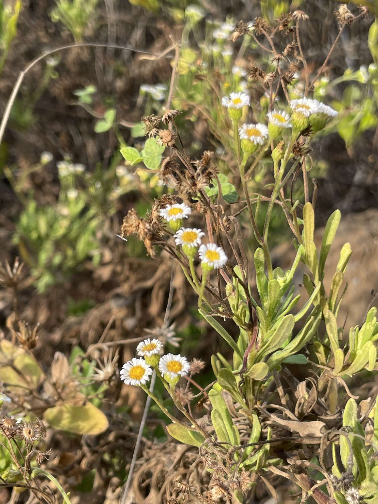 Image de Erigeron socorrensis Brandeg.